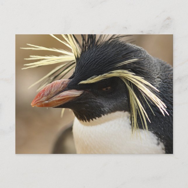 Carte postale Rockhopper Penguin (Devant)