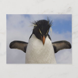 Carte Postale Rockhopper Penguin Eudyptes chrysocome