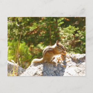 Carte Postale Rocky Mountain Chipmunk