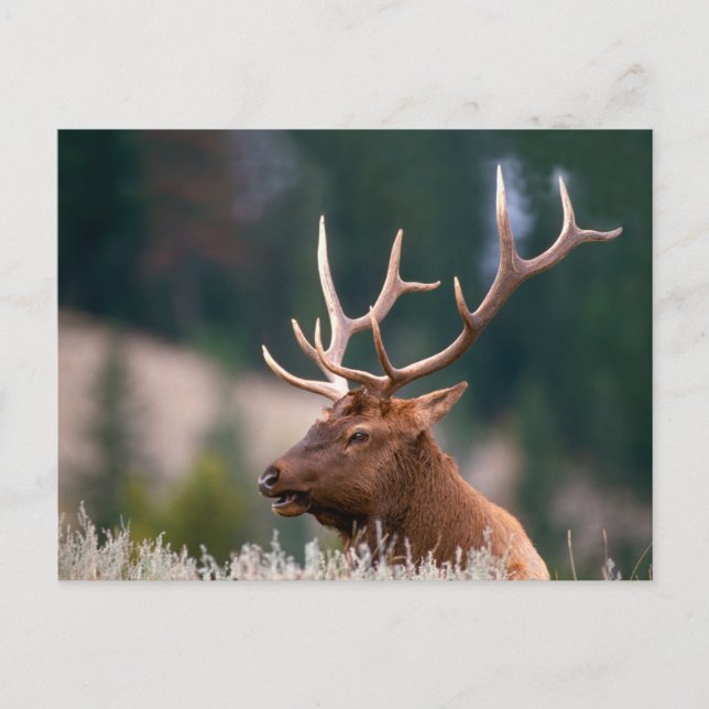 Carte Postale Rocky Mountain Elk Parc national de Yellowstone (Devant)