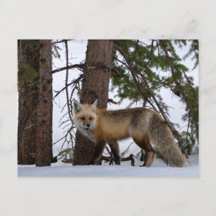 Carte postale Rocky Mountain Fox Colorado Wildlife