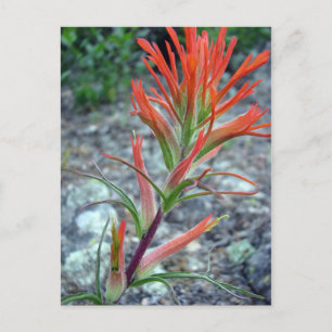 Carte Postale Rocky Mountain Park