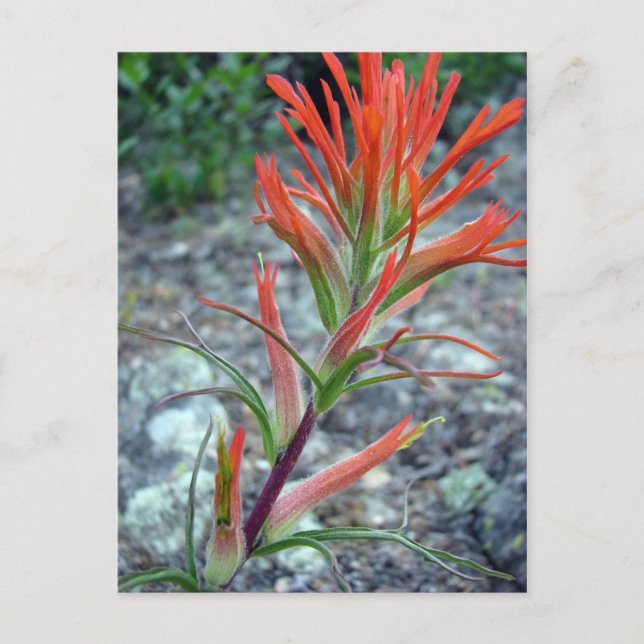 Carte Postale Rocky Mountain Park (Devant)