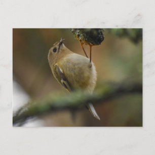 Carte Postale Roitelet à couronne dorée