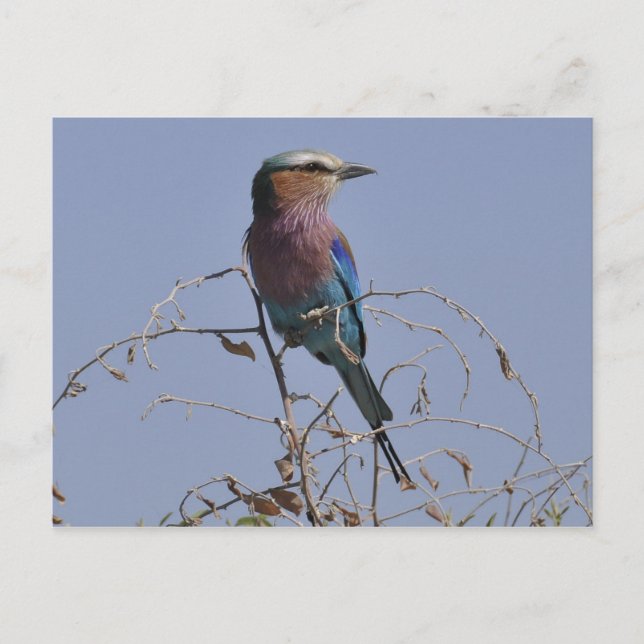 Carte Postale Roller Bird botté (Devant)
