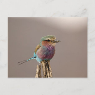 Carte Postale Rollier à poitrine lilas, Coracias caudata, Sambur