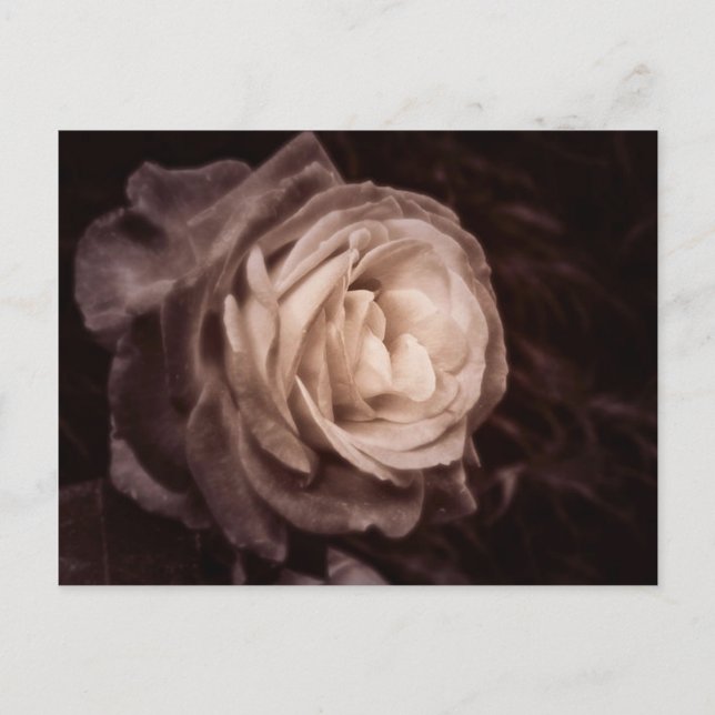 Carte Postale Romantica - ce rose dit amour (Devant)