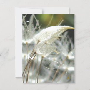 Carte Postale Romantique Embrasser les graines de Dandelion