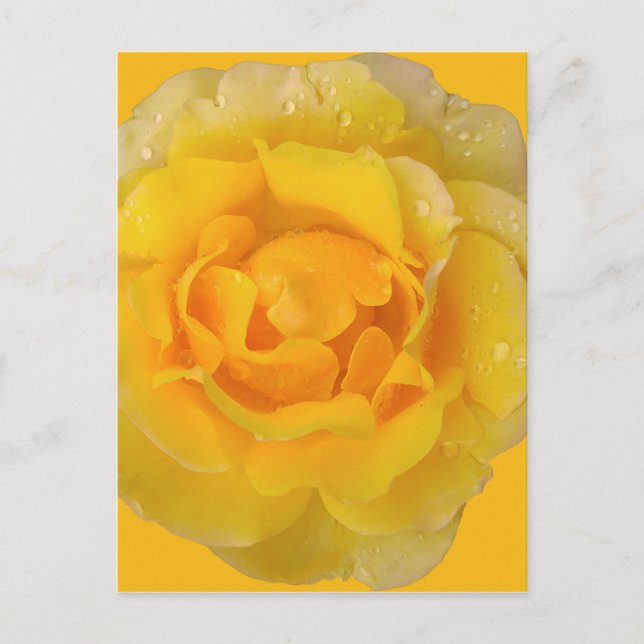 Carte Postale Romantique Rose Jaune gouttes d'eau (Devant)