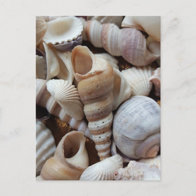 Carte Postale Romantique Tropical Exotic Sea Shells Plage Amour (Devant)
