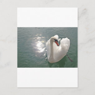 Carte Postale Romantischer weisser Schwan