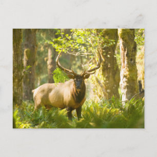 Carte Postale Roosevelt Elk   Parc National Olympique, Washingto