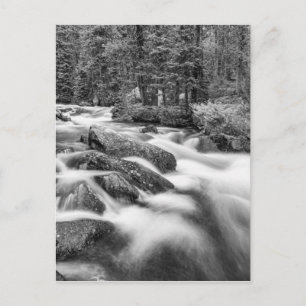 Carte Postale Roosevelt National Forest Stream Noir et Blanc