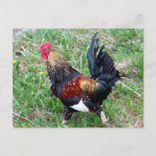 Carte postale Rooster