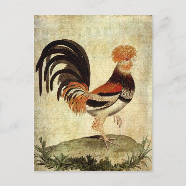 Carte Postale Rooster (Devant)