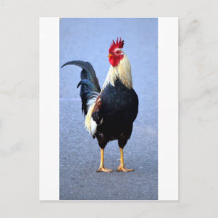 Carte Postale Rooster