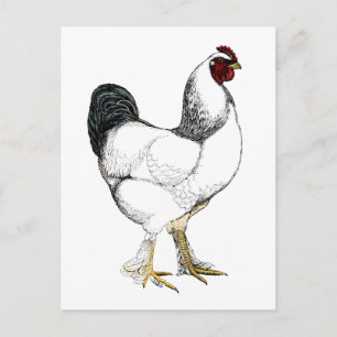 Carte Postale Rooster Brahma clair - Élégant poulet Vintage