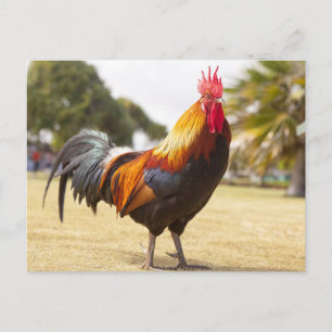 Carte Postale Rooster coloré debout dans l'herbe