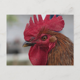Carte Postale Rooster head