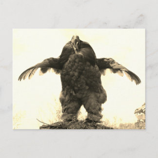 Carte Postale Rooster Man -