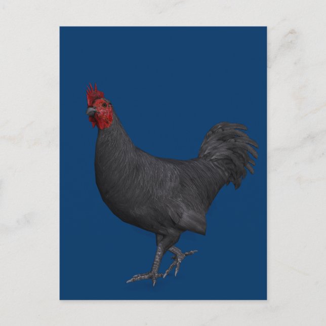 Carte Postale Rooster noir (Devant)