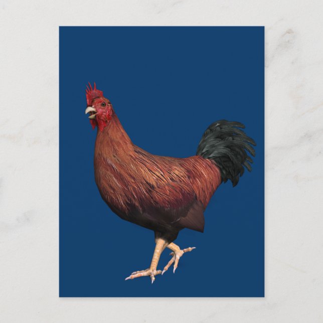 Carte Postale Rooster rouge (Devant)