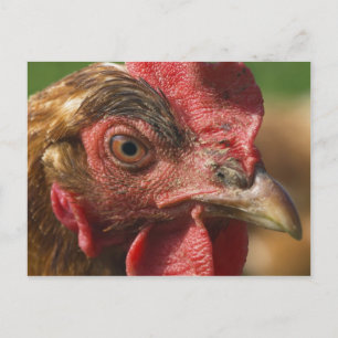 Carte Postale Rooster rouge