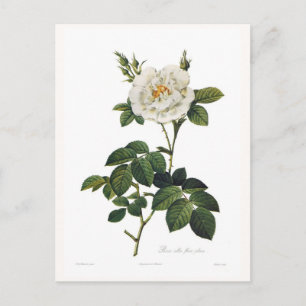Carte Postale Rosa alba flore plena