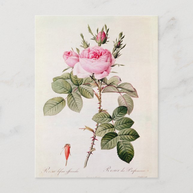 Carte Postale Rosa Bifera Officinalis, de 'Les Roses (Devant)