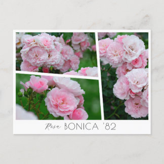 Carte Postale Rosa Bonica '82