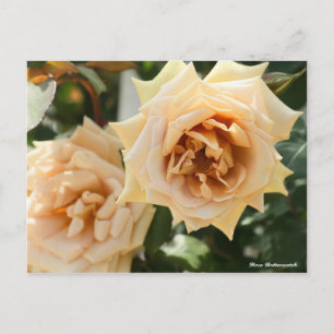 Carte Postale Rosa Butterscotch