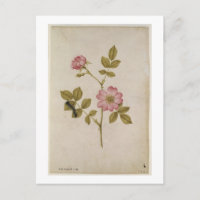 Rosa Canina - Dogrose and Caterpillar (pencil & w/