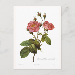Carte Postale Rosa centifolia anemonoides
