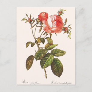 Carte Postale Rosa Centifolia Foliacea