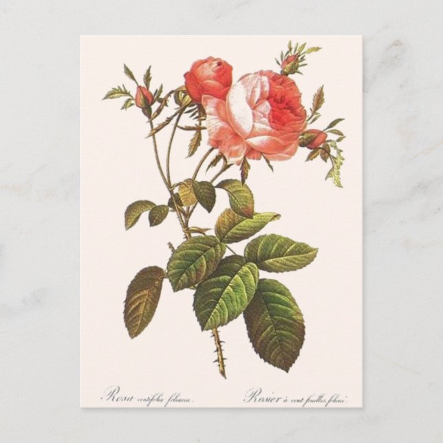 Carte Postale Rosa Centifolia Foliacea (Devant)