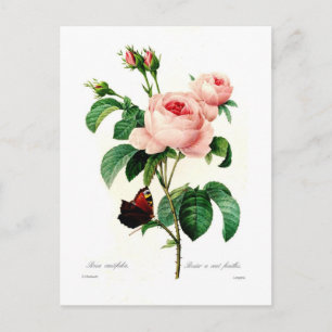 Carte Postale Rosa centifolia par Pierre-Joseph Redouté