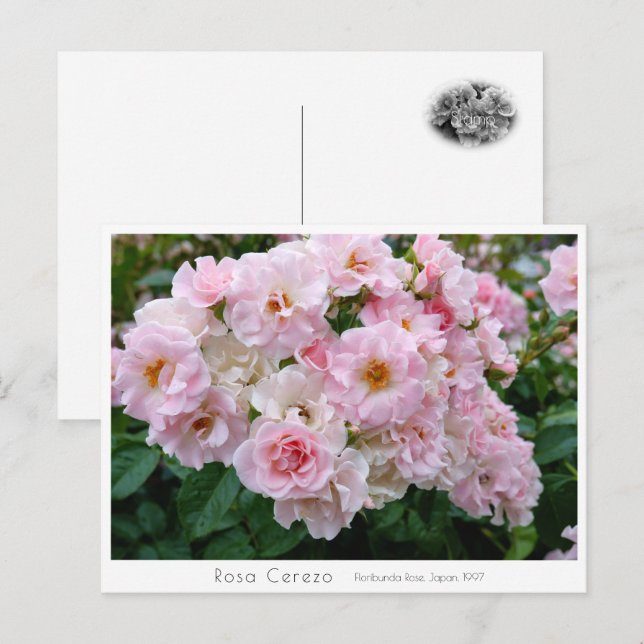 Carte Postale Rosa Cerezo (Devant / Derrière)