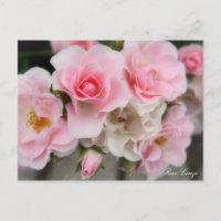 Rosa Cerezo