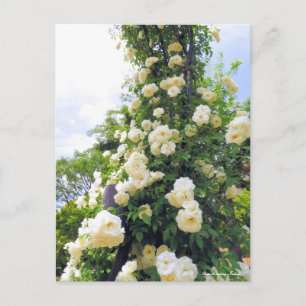 Carte Postale Rosa Climbing Iceberg：Carte postale