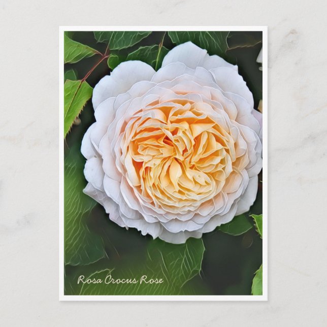 Carte Postale Rosa Crocus Rose (Devant)