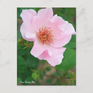 Carte Postale Rosa Dainty Bess [Carte postale]