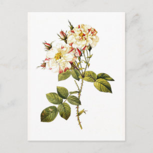 Carte Postale Rosa damascena variegata