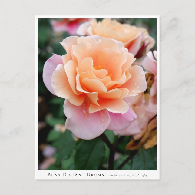 Carte Postale Rosa Distant Drums (Devant)