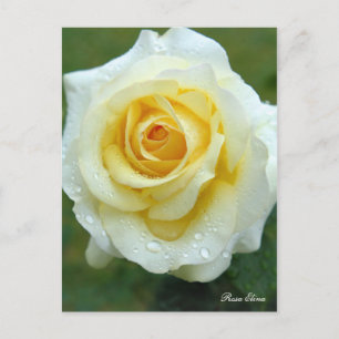 Carte Postale Rosa Elina [Carte postale]