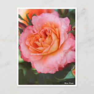 Carte Postale Rosa Fruite
