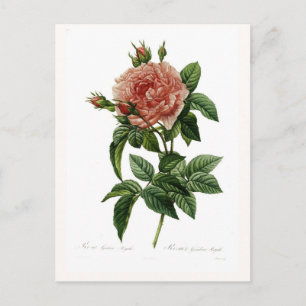 Carte Postale Rosa gallica regalis