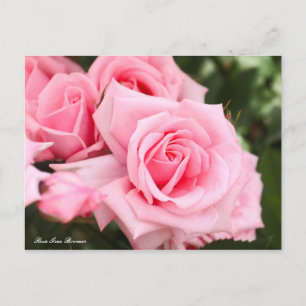 Carte Postale Rosa Gene Boerner [Carte postale]