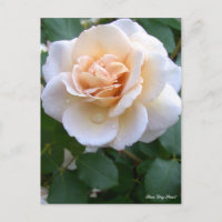 Rosa Grey Pearl [Carte postale]