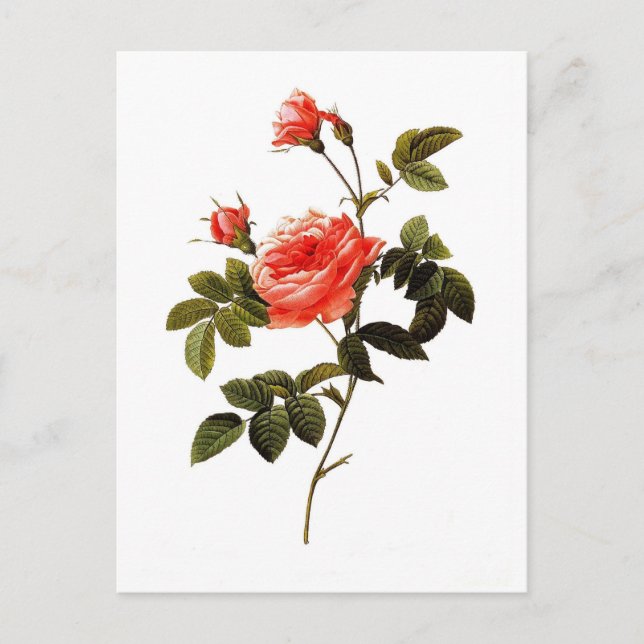 Carte Postale Rosa intermis (Devant)