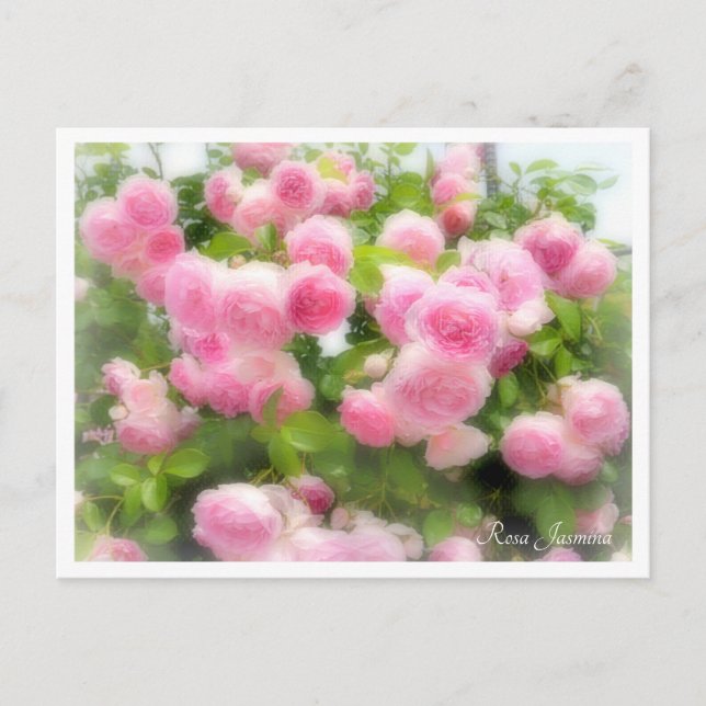 Carte Postale Rosa Jasmina (Devant)